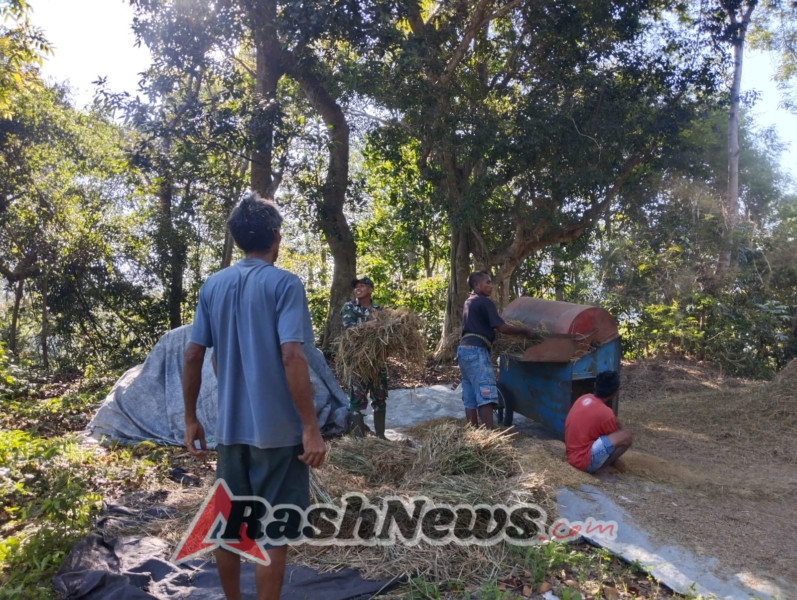 Babinsa Koramil 02/Walakaka Bantu Warga Rontok Padi di Desa Kabukarudi