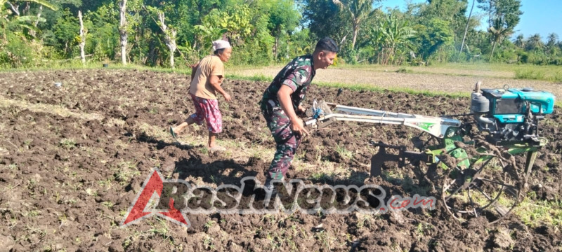 Kemanunggalan TNI-Rakyat: Babinsa Sanggalangit Turun ke Sawah, Dukung Penuh Ketahanan Pangan dengan Olah Lahan Kacang Tanah