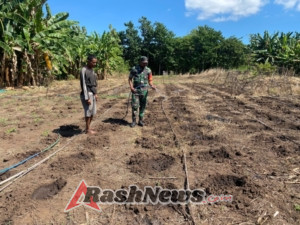 Babinsa Titehena Dukung Petani Tingkatkan Ketahanan Pangan Melalui Pendampingan Pertanian
