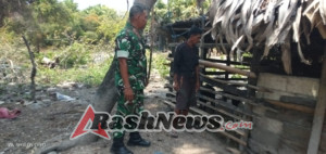 Wujud Kepedulian Babinsa, Serda Roni Riberu Pantau Pemeliharaan Domba Bantuan di Wilayah Binaan