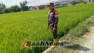 TNI Hadir untuk Petani, Babinsa Bugis Awasi Lahan Siap Tanam dan Panen