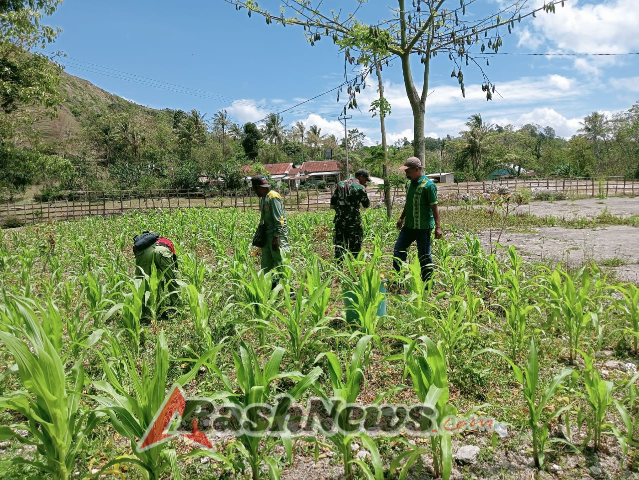 Babinsa Desa Ofu Ajak Warga Tanam Sayur Demi Ketahanan Ekonomi Keluarga