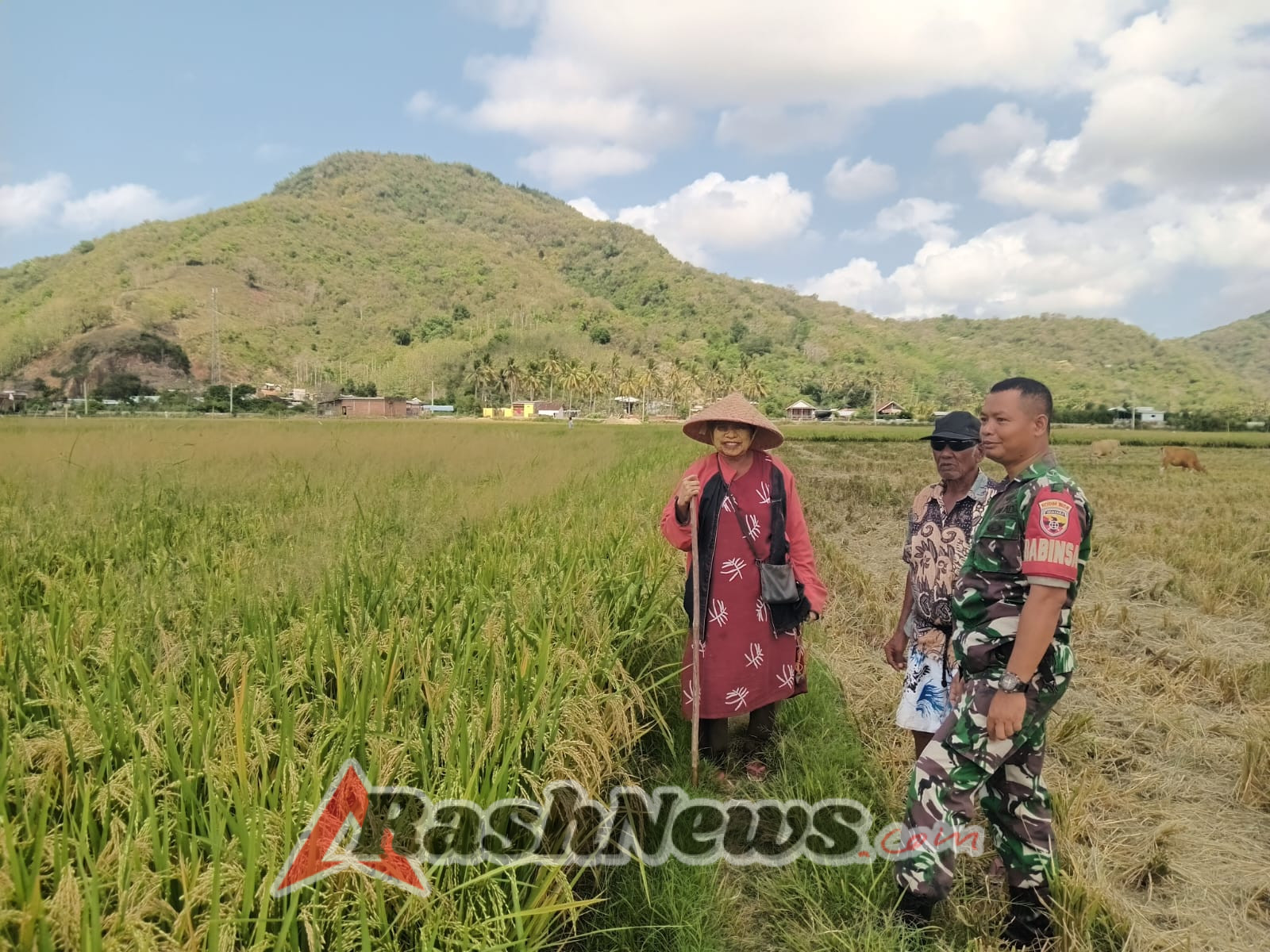 Sinergi Babinsa dan PPL Dorong Produktivitas Petani di Kecamatan Taliwang