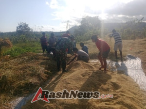 Serka Dominggus Lay Dampingi Petani Desa Nggongi Rontokkan Padi