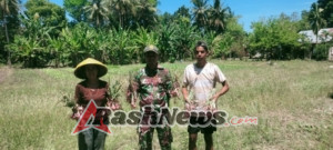 Sinergi TNI dan Petani, Babinsa Waingapu Ikut Sukseskan Panen Bawang Merah