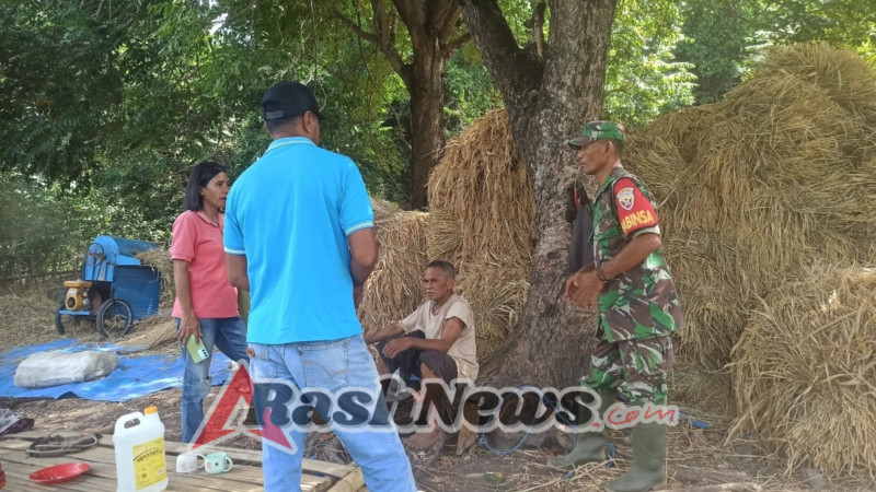 Babinsa Bersama BPP Kotabaru Tinjau Dampak Bantuan Pompa Air terhadap Hasil Panen Padi