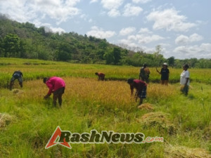 Babinsa Karera Bantu Warga Panen Padi Demi Dukung Program Ketahanan Pangan