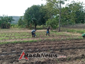 Babinsa Dorong Warga Kembangkan Pertanian Sayur dan Semangka di Alor Timur