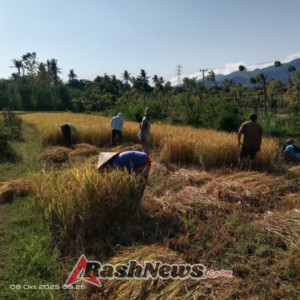 Sinergi di Sawah! Babinsa Gerokgak Dampingi Panen Padi di Subak Gede, Jamin Ketahanan Pangan Lokal