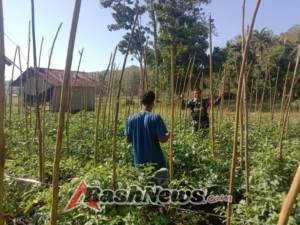 Sertu M. Ali Jalin Komsos Sekaligus Pantau Tanaman Tomat di Kelurahan Malumbi