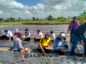 Ketahanan Pangan Polsek Blahbatuh, Bhabinkamtibmas Medahan Tanam Bawang di Subak Prajurit