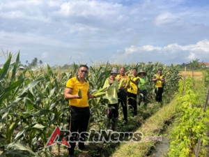 Panen Jagung Kwartal III Polsek Kediri Dipimpin Langsung Kapolsek Kediri di Banjar Tenten.