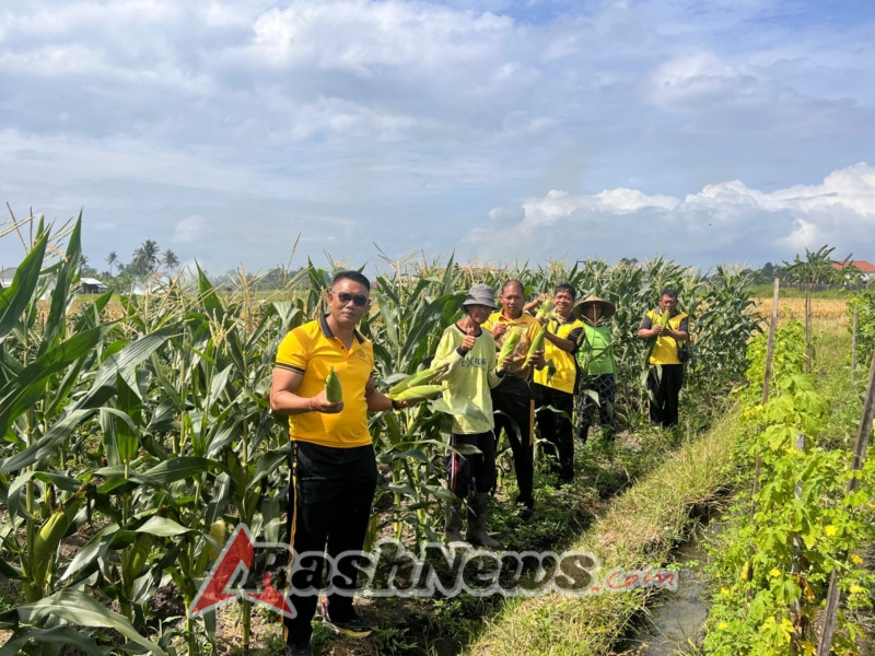 Panen Jagung Kwartal III Polsek Kediri Dipimpin Langsung Kapolsek Kediri di Banjar Tenten.