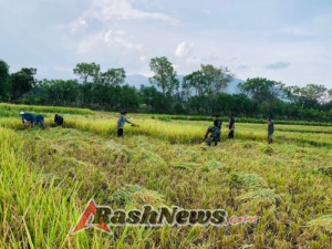 Babinsa Karera Aktif Monitoring dan Bantu Petani di Musim Panen