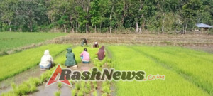 Babinsa Koramil 04/Tabundung Aktif Dukung Petani Saat Musim Tanam