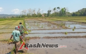 Babinsa Koramil 01/Lewa Bersama Petani Wujudkan Swasembada Pangan Lewat Penanaman Padi