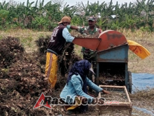 Panen Kacang Hijau, Babinsa Himbau Petani Manfaatkan Lahan Secara Optimal
