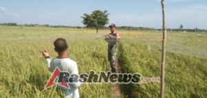 Babinsa Koramil 02/Rindi Umalulu Bantu Petani Desa Wanga Lindungi Tanaman dari Serangan Hama Burung