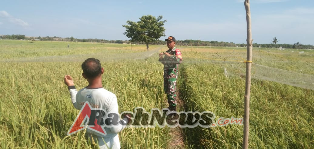 Babinsa Koramil 02/Rindi Umalulu Bantu Petani Desa Wanga Lindungi Tanaman dari Serangan Hama Burung