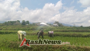 Sinergi TNI dan Masyarakat: Babinsa Lembor Perkuat Pertanian Melalui Pendampingan Aktif