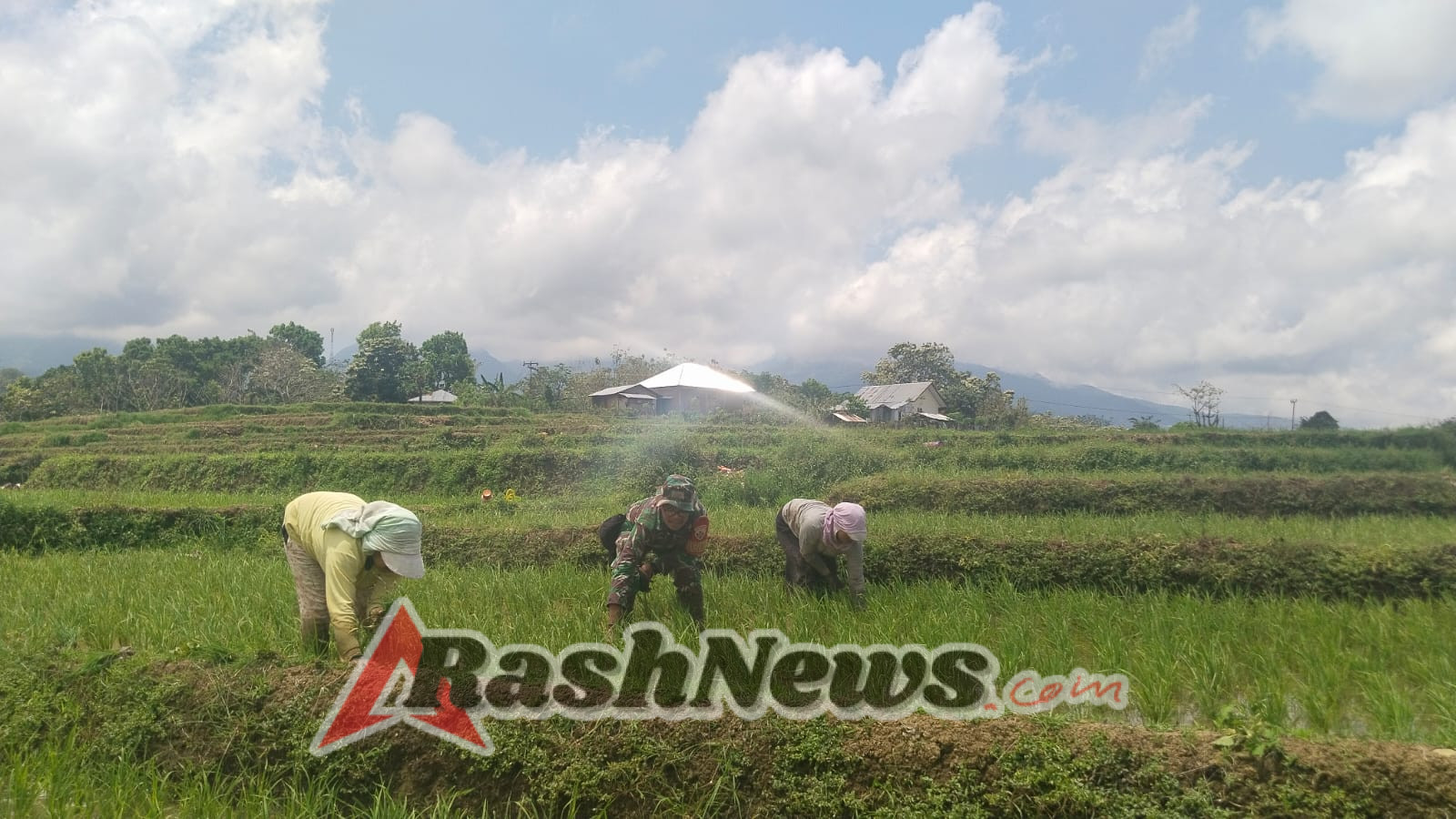 Sinergi TNI dan Masyarakat: Babinsa Lembor Perkuat Pertanian Melalui Pendampingan Aktif