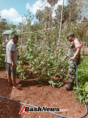 Sinergi Babinsa dan Petani, Dorong Ketahanan Pangan di Rote Ndao
