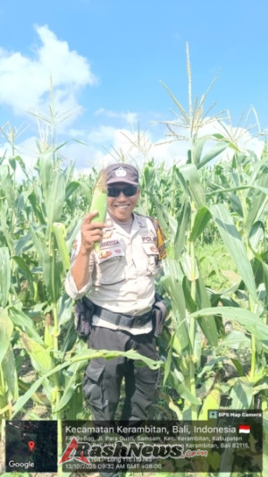Bhabinkamtibmas laksanakan Panen jagung di Desa Samsam.