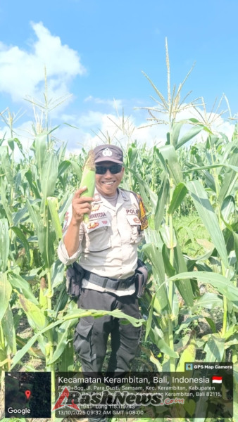 Bhabinkamtibmas laksanakan Panen jagung di Desa Samsam.