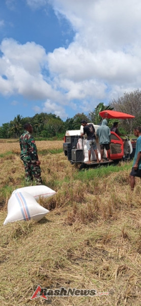 Babinsa Pahunga Lodu Bersama Petani Laksanakan Panen Padi Menggunakan Mesin Combine
