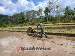 Babinsa dan Petani Bersinergi: Sawah Desa Praingkareha Mulai Ditanami Padi
