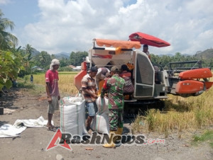 Sinergi TNI dan Petani: Babinsa Ende Himbau Penyaluran Hasil Panen ke Bulog