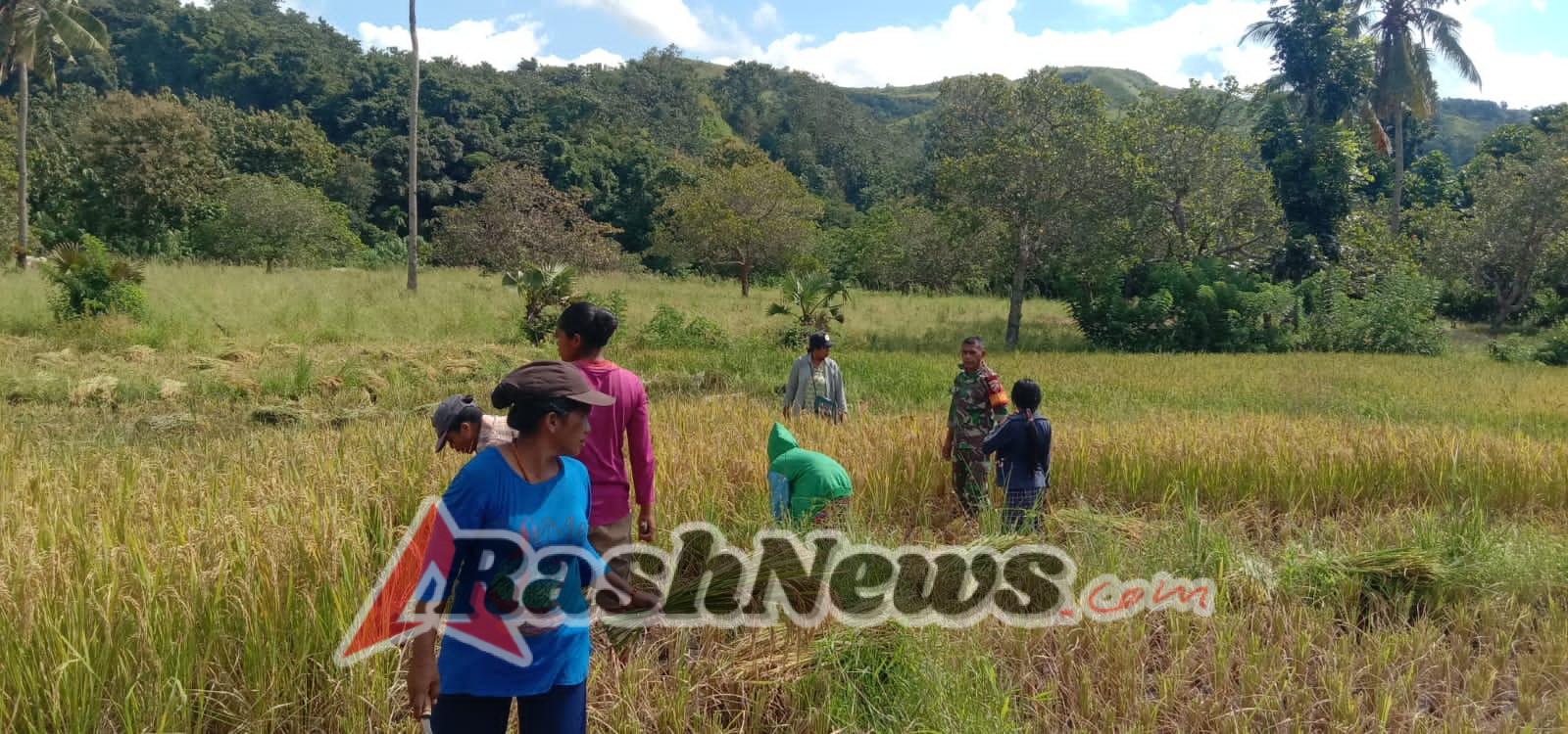 Babinsa Hadir di Tengah Petani, Dukung Program Hanpangan Nasional