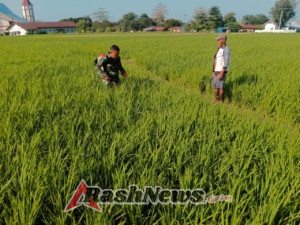 Pratu Hairul Rejeki, Babinsa Koramil 1612-05/Satar Mese yang Tak Segan Turun Lumpur Demi Petani Manggarai