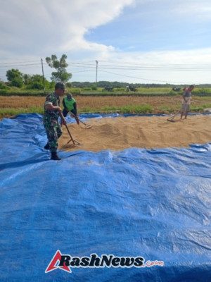 Kehadiran Babinsa Jadi Penyemangat Petani: TNI Tak Hanya Jaga Negara, Tapi Juga Sawah Rakya