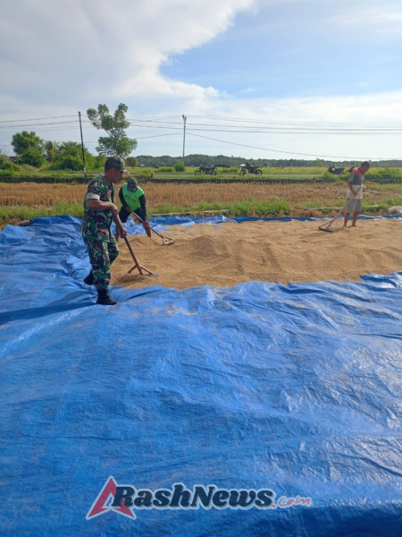 Kehadiran Babinsa Jadi Penyemangat Petani: TNI Tak Hanya Jaga Negara, Tapi Juga Sawah Rakya