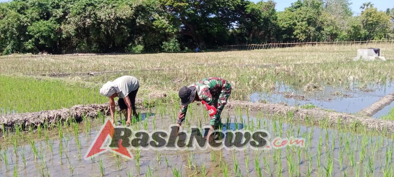 Tak Hanya Jaga Keamanan, Babinsa Koramil 1612-03/Borong Buktikan Kepedulian Lewat Pendampingan Pertanian