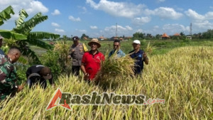 Sinergi TNI dan Petani Sukseskan Program Padi Organik di Sukawati