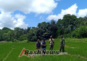 Sinergi TNI dan Mahasiswa: Pengecekan Pertumbuhan Padi untuk Ketahanan Pangan di Macang Pacar
