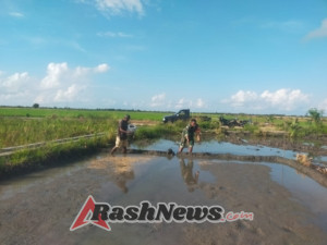 Babinsa Koramil 03/Pahunga Lodu Dukung Swasembada Pangan Lewat Pendampingan Petani