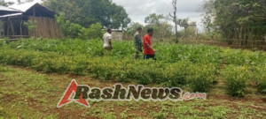 Wujud Kepedulian, Babinsa Lewa Dampingi Warga Jaga Produktivitas Kebun