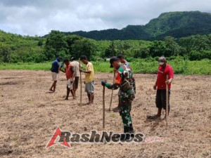 Gotong Royong Babinsa dan Warga Binaan di Tabundung Tanam Benih Padi