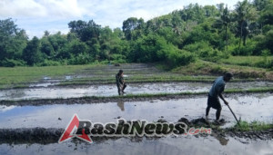 Babinsa Turun ke Sawah, Dukung Petani dalam Pembuatan Pematang