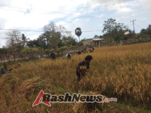 Sinergi TNI dan Petani, Babinsa Koramil 03/Pahunga Lodu Ikut Panen Padi