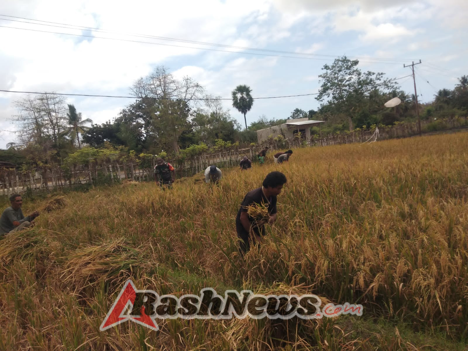 Sinergi TNI dan Petani, Babinsa Koramil 03/Pahunga Lodu Ikut Panen Padi