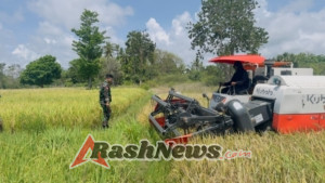 Pratu Apris Yontara Hapu Dampingi Petani Panen Padi di Pahunga Lodu