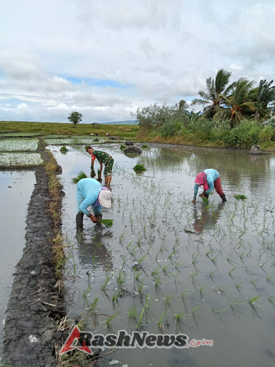 Dukungan TNI untuk Ketahanan Pangan, Praka Subhan Dampingi Petani di Lembor