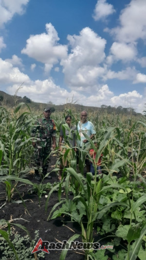 Babinsa Kodim 1601/Sumba Timur Aktif Dukung Pertanian Warga Lewat Pendampingan Lapangan