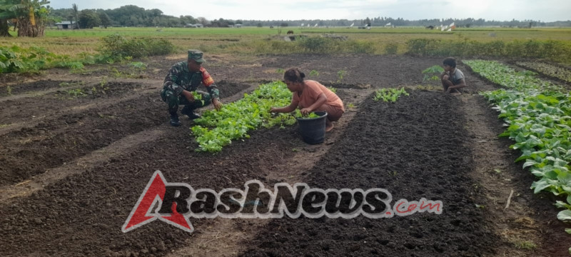 Pendampingan Babinsa Rindi Umalulu, Dorong Ketahanan Pangan Desa Wanga