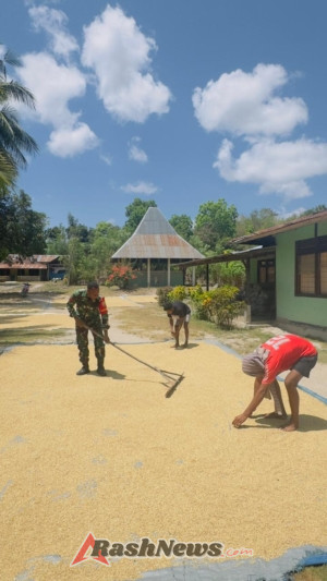 Sinergi TNI-Rakyat: Babinsa Pahunga Lodu Aktif Bantu Petani