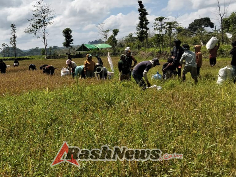 Babinsa Kodim 1613/Sumba Barat Dukung Ketahanan Pangan Lewat Pendampingan Panen